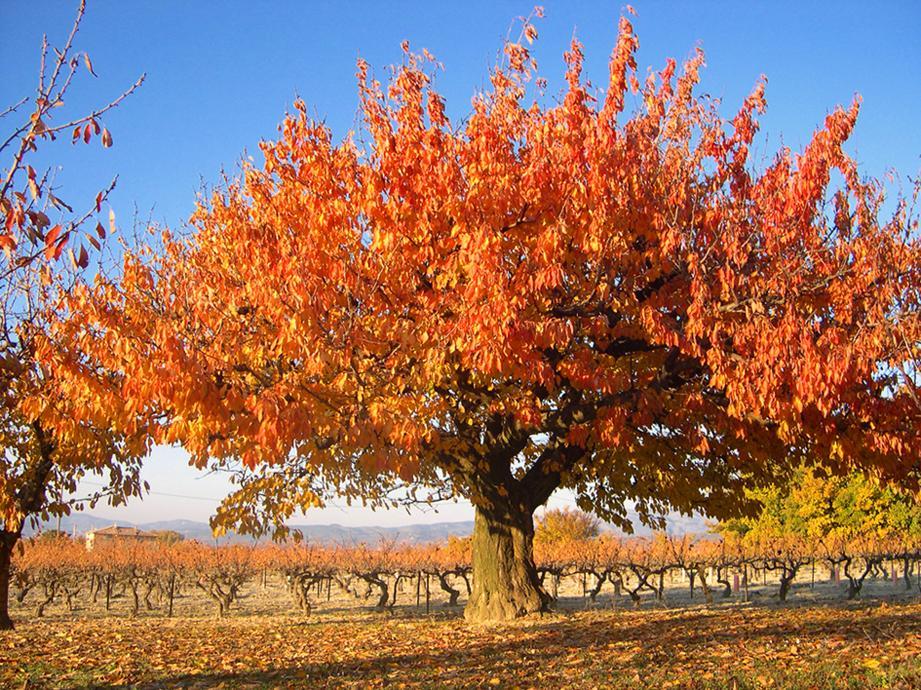 Entretien de jardin - Paysagiste Saint-Geneviève-des-Bois