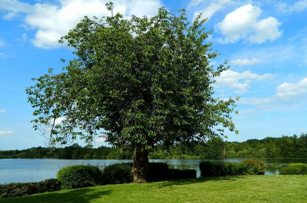 Entretien de jardin - Paysagiste Saint-Geneviève-des-Bois