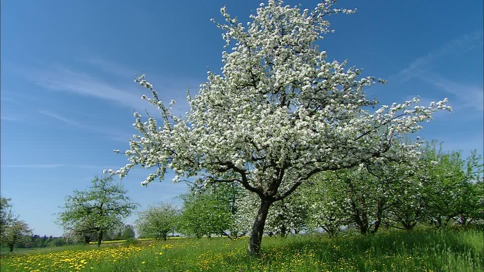Entretien de jardin - Paysagiste Saint-Geneviève-des-Bois